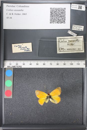 Media type: image;   Entomology 124586
